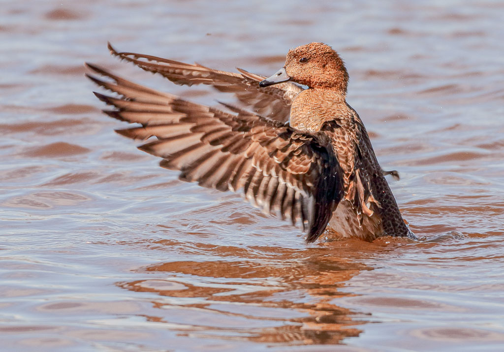 Pfeifente richtet sich im Wasser auf und zeigt die ausgebreiteten Flügel