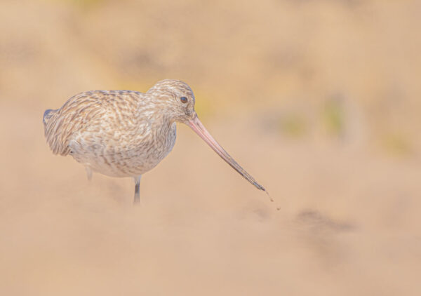 Pfuhlschnepfe am Strand bei der Nahrungssuche in Nordspanien
