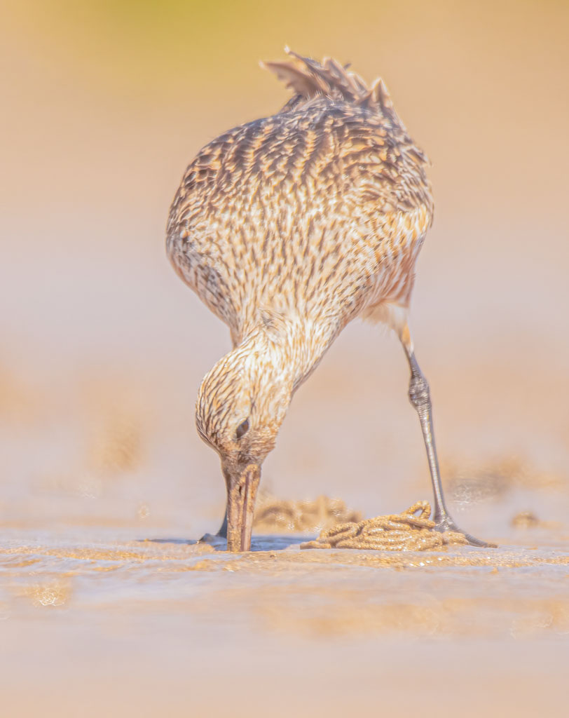 Pfuhlschnepfe stochert mit ihrem langen Schnabel tief im Sand nach Nahrung