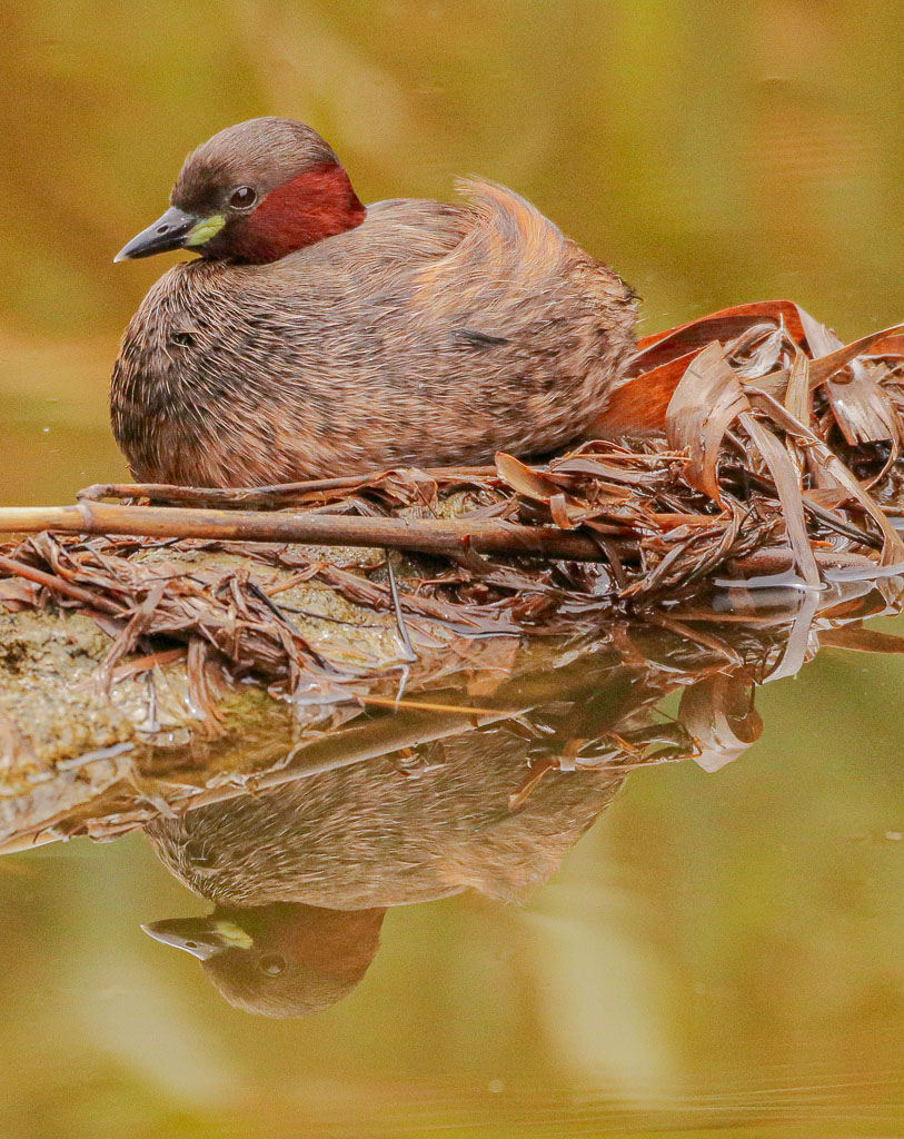 Ruhender Zwergtaucher auf einem Stamm mit Spiegelung im Wasser