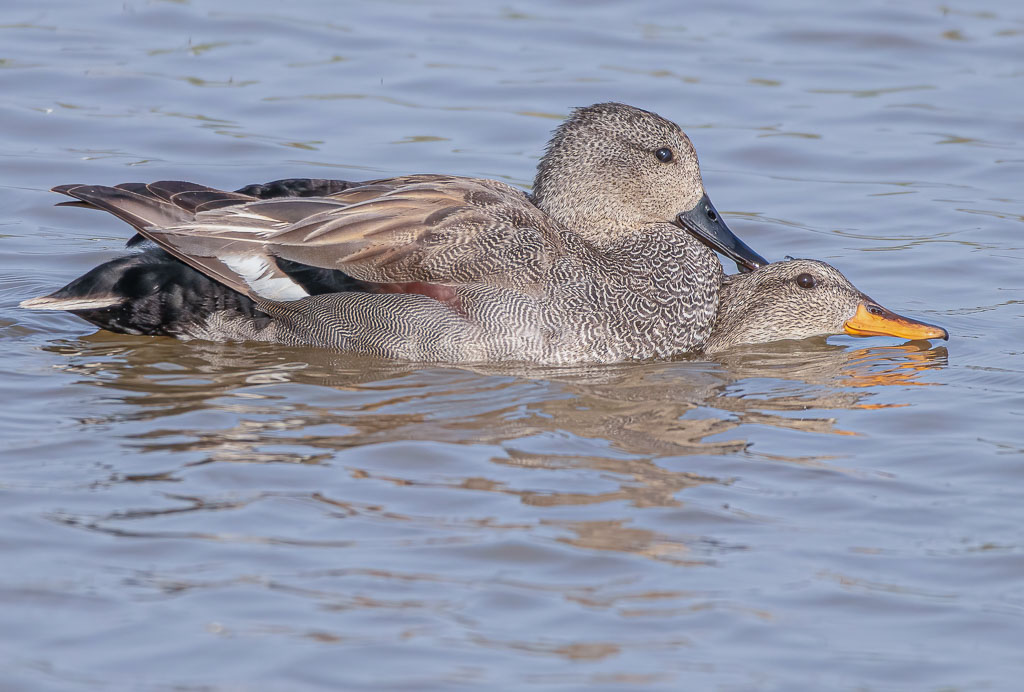 Schnatterenten während der Paarung auf einer Wasserfläche