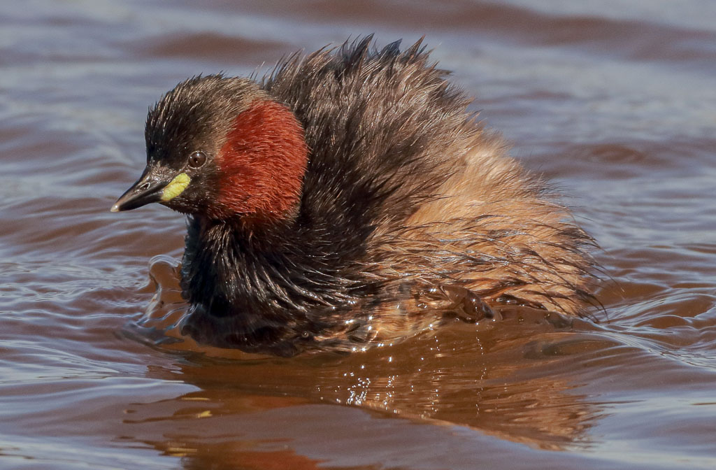 Schwimmender Zwergtaucher im Prachtkleid mit Lichtreflex im Auge und aufgestellten Rückenfedern
