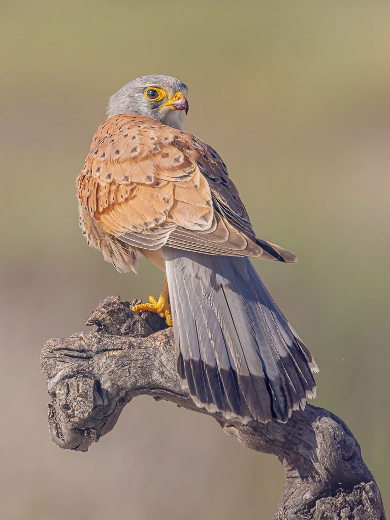 Vogelfotografie Spanien