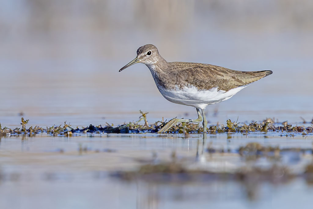 Waldwasserläufer auf Augenhöhe in einer flachen Lagune