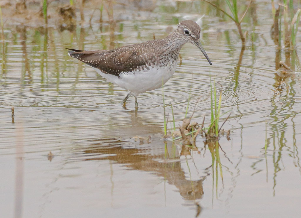 Waldwasserläufer bei der Nahrungssuche im flachen Wasser
