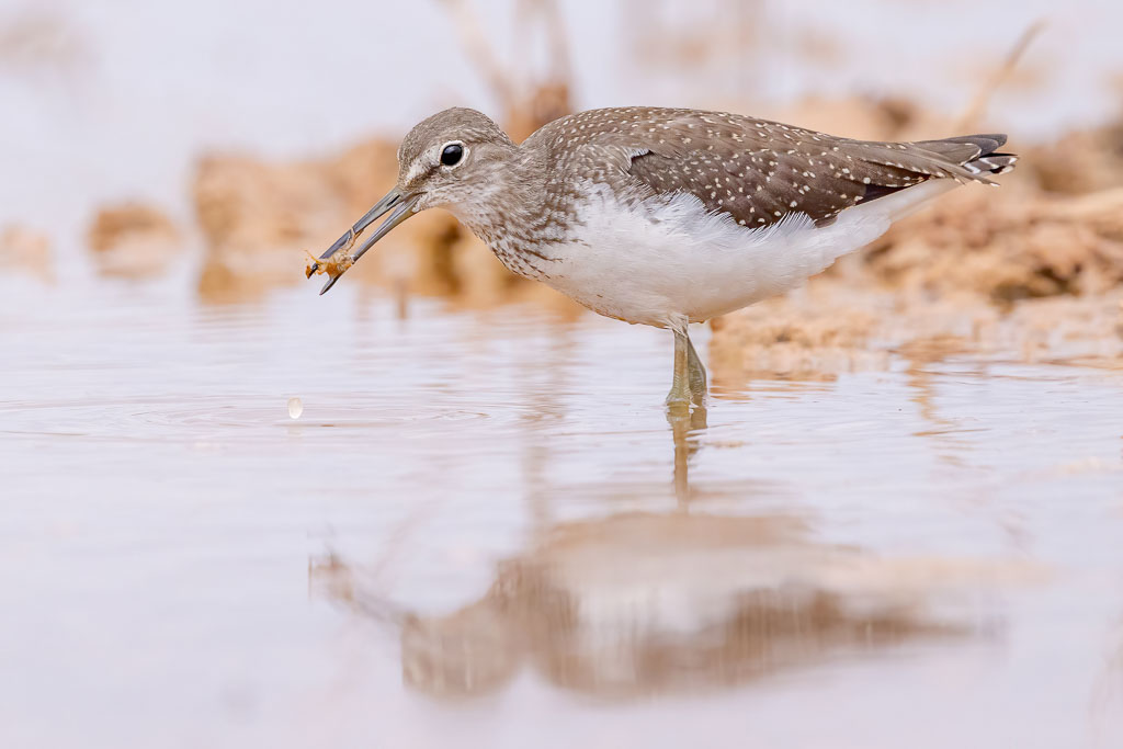 Waldwasserläufer mit kleinem wirbellosem Beutetier im Schnabel