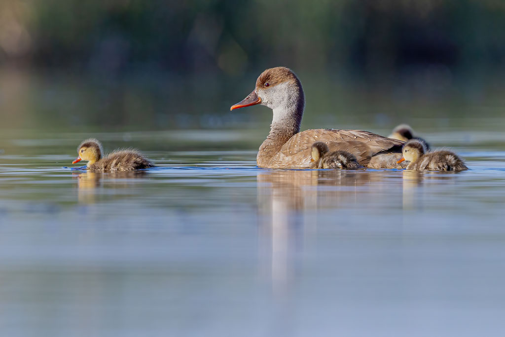 Weibliche Kolbenente schwimmt mit ihren Jungvögeln auf einer Wasserfläche