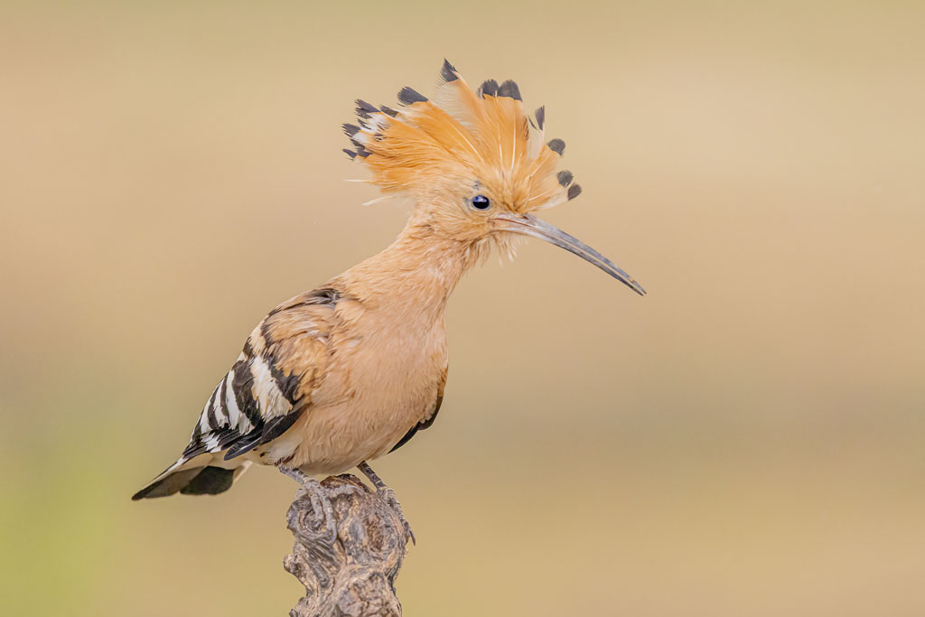 Vogelfotografie La Mancha im Frühling