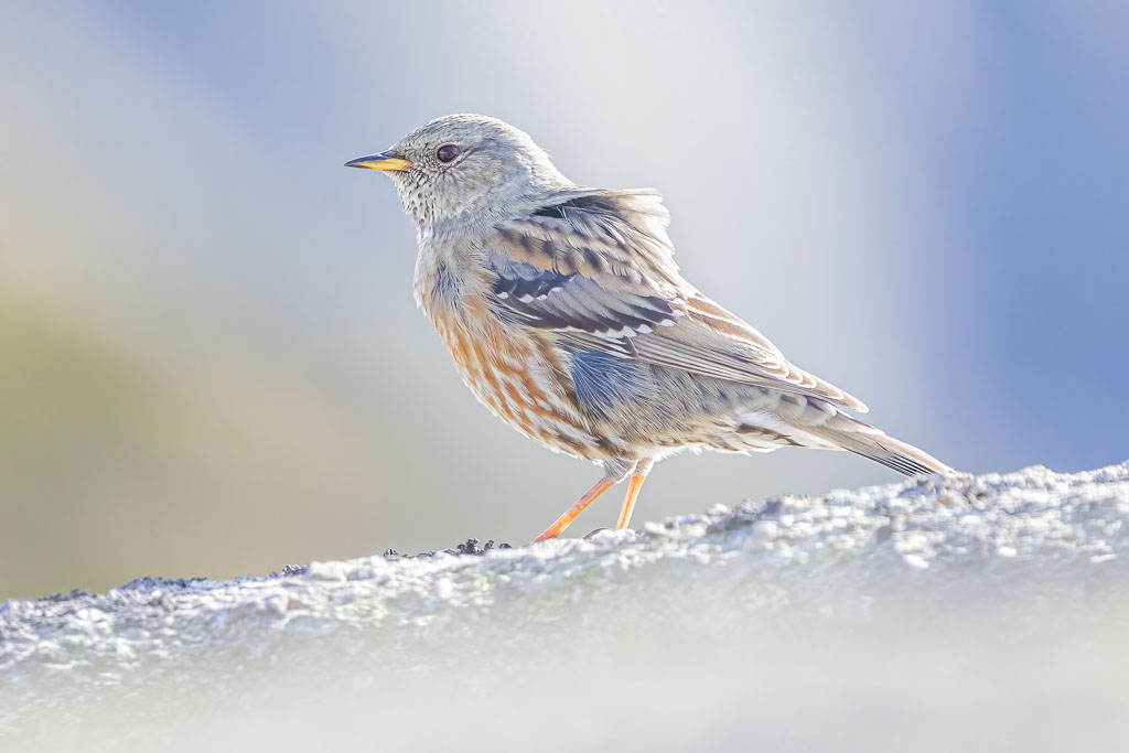 Alpenbraunelle auf einem Felsen im spanischen Hochgebirge