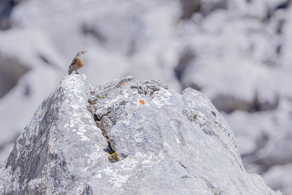 Alpenbraunelle klein auf einem Felsen in felsiger Hochgebirgslandschaft