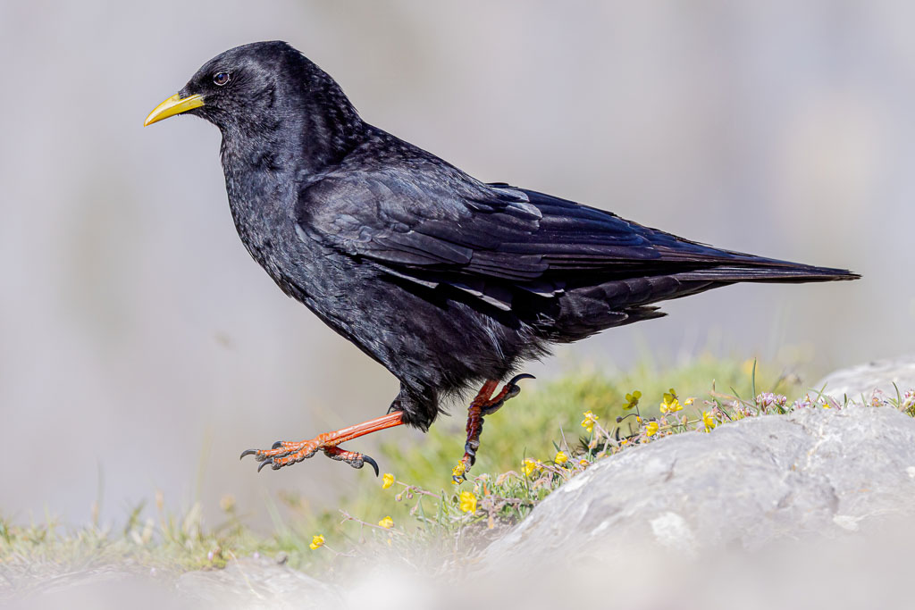 Alpendohle beim Sprung von einem Felsen