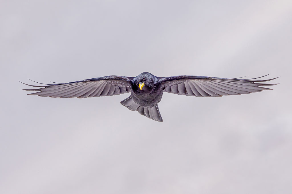 Eine Alpendohle fliegt frontal in Richtung Kamera und hält den Kopf leicht zur Seite. Der gleichmäßige graue Hintergrund der entfernten Felsen hebt die schwarze Silhouette des Vogels deutlich hervor.