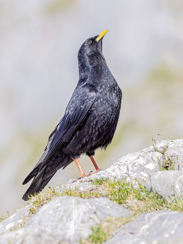 Alpendohle zwischen bewachsenen Felsen im Hochgebirge