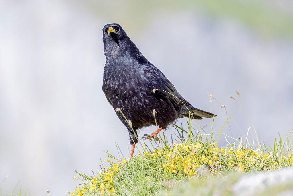 Alpendohle zwischen gelben Blüten im Hochgebirge