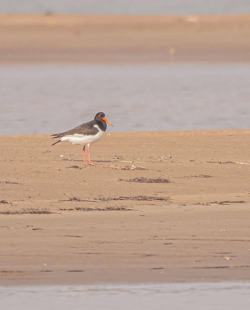 Austernfischer auf einer Sandbank an der Mittelmeerküste