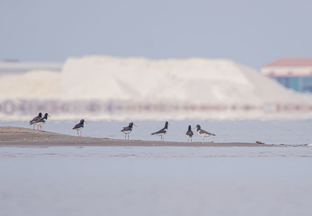 Austernfischer auf einer Sandbank vor einer Saline in Spanien