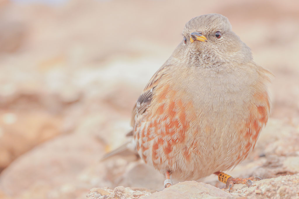 Beringte Alpenbraunelle mit rostbraun gezeichneten Flanken