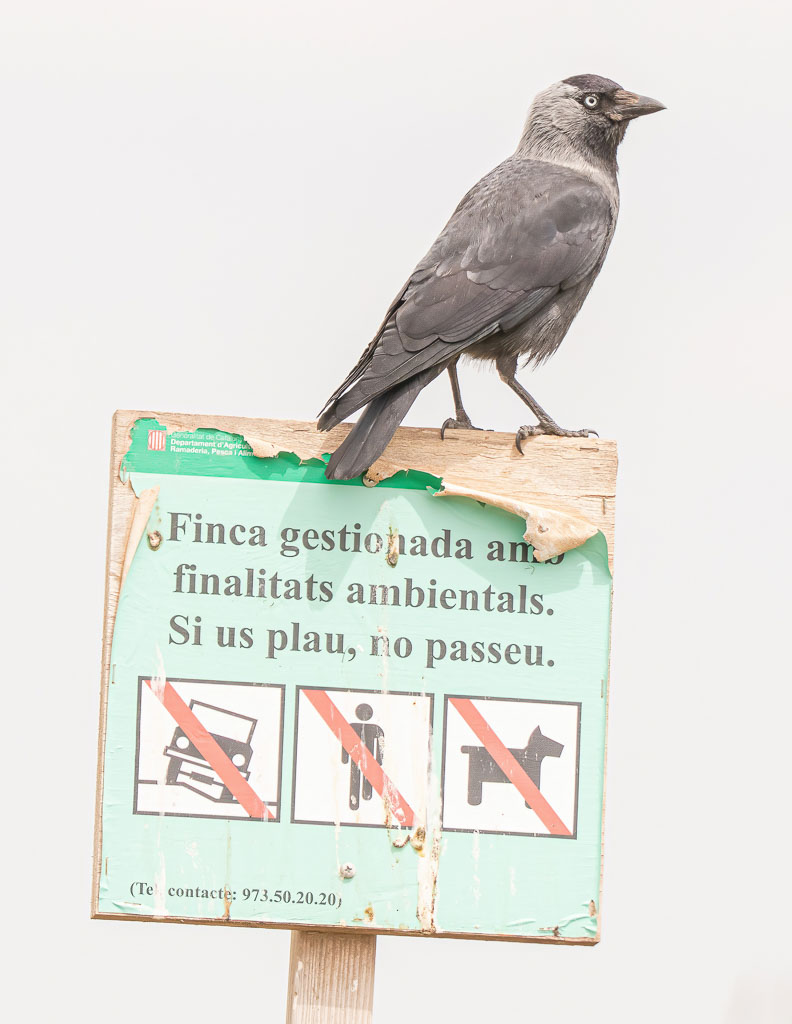 Dohle auf einem Hinweisschild an einer geschützten Fläche in Spanien