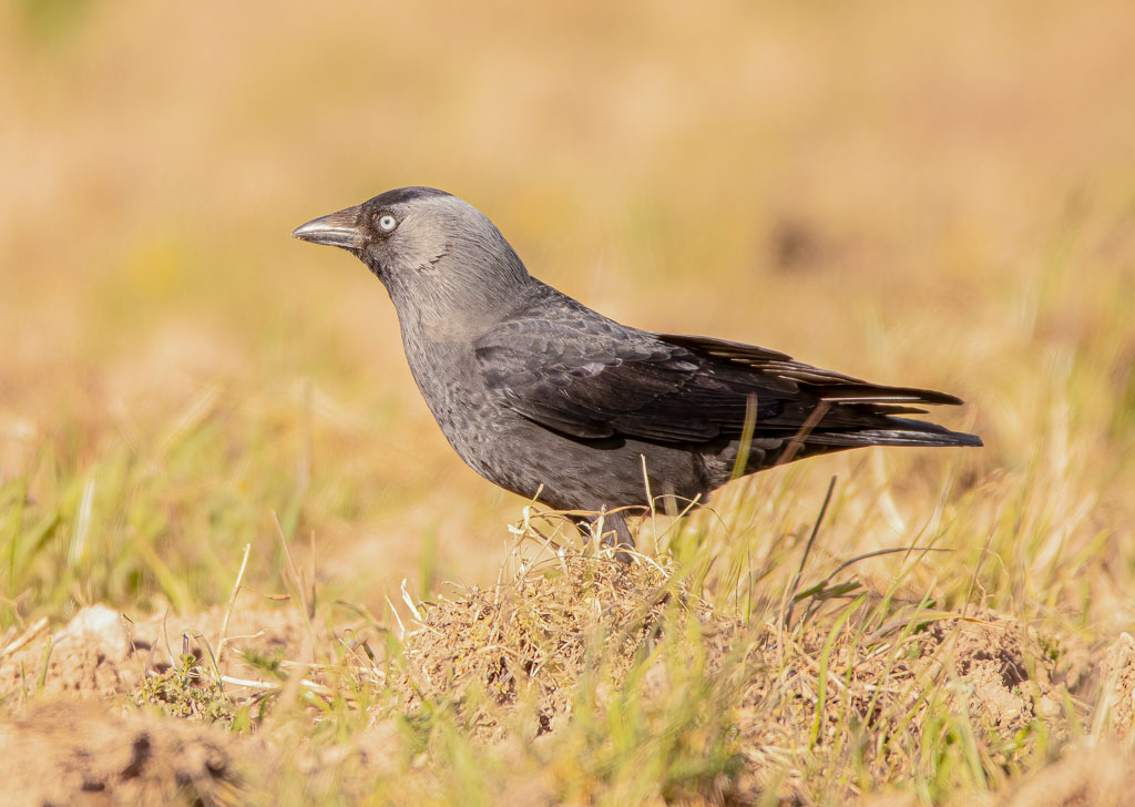 Dohle bei der Nahrungssuche auf einem Acker in Spanien