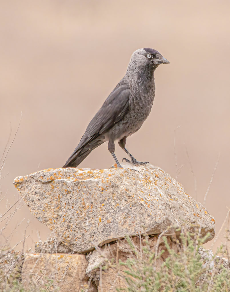 Dohle im Profil auf einer Steinmauer vor einem beigen Hintergrund