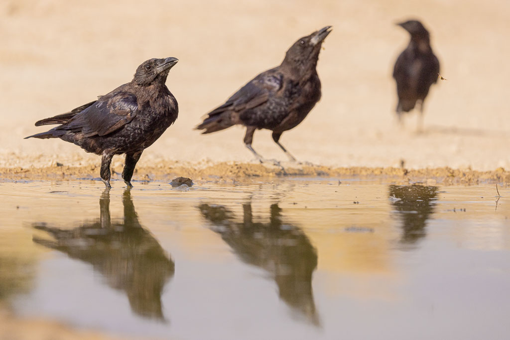 Drei Rabenkrähen trinken an einer Wasserstelle in Spanien