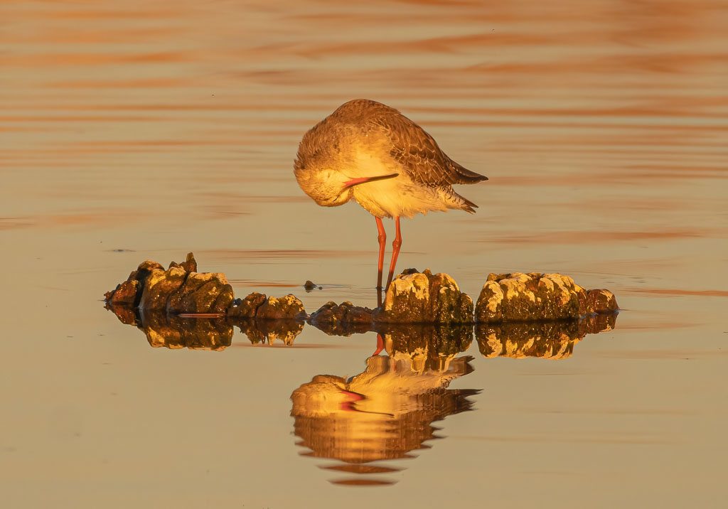 Dunkelwasserläufer bei der Gefiederpflege im Abendlicht
