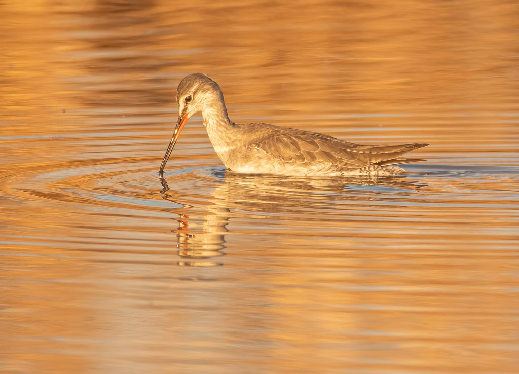 Dunkelwasserläufer bei der Nahrungssuche im Abendlicht