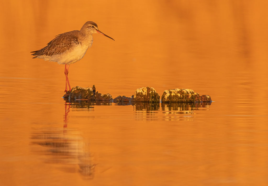 Dunkelwasserläufer im orangefarbenen Abendlicht