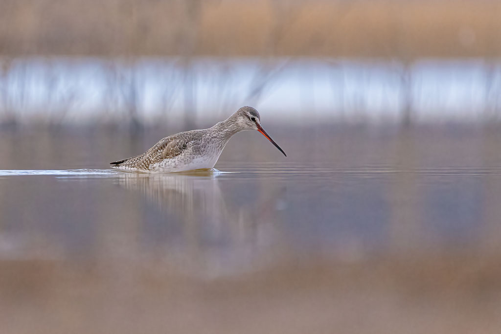 Dunkelwasserläufer watet durch tieferes Wasser