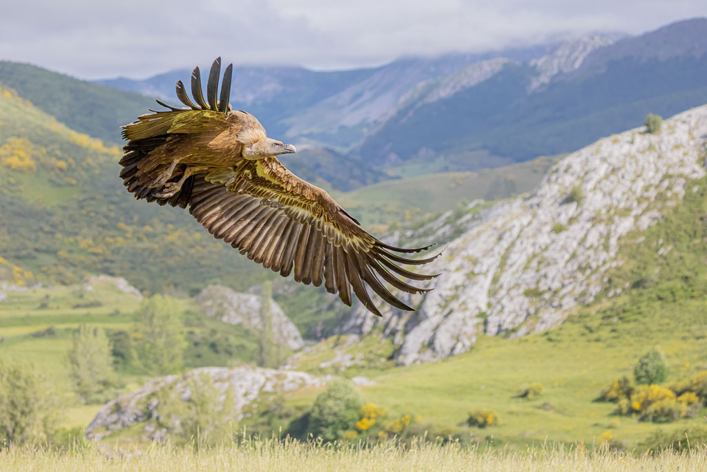 Gänsegeier im Flug vor Berglandschaft in Nordspanien