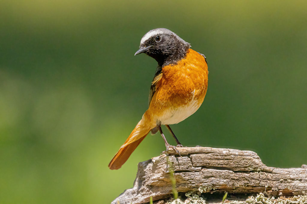 Gartenrotschwanz-Männchen in geschwungener Haltung auf einem Baumstamm