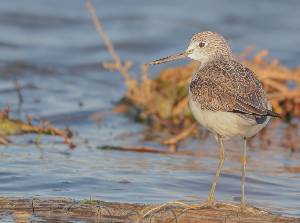Grünschenkel auf einem Stück Holz im flachen Wasser