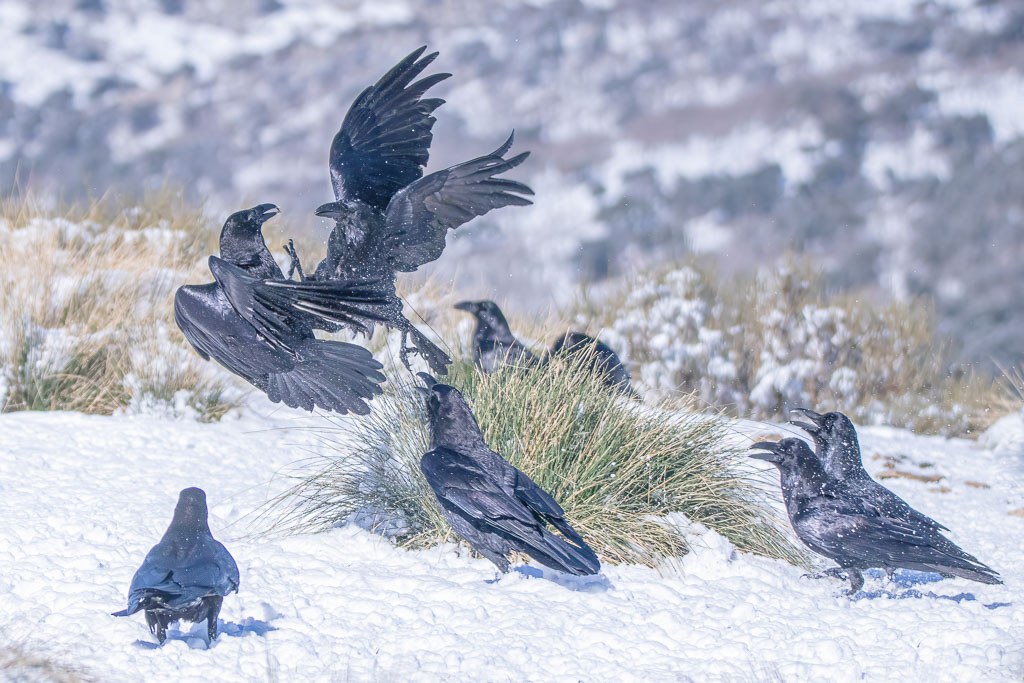 Gruppe von Kolkraben mit Interaktion im Flug über Schnee