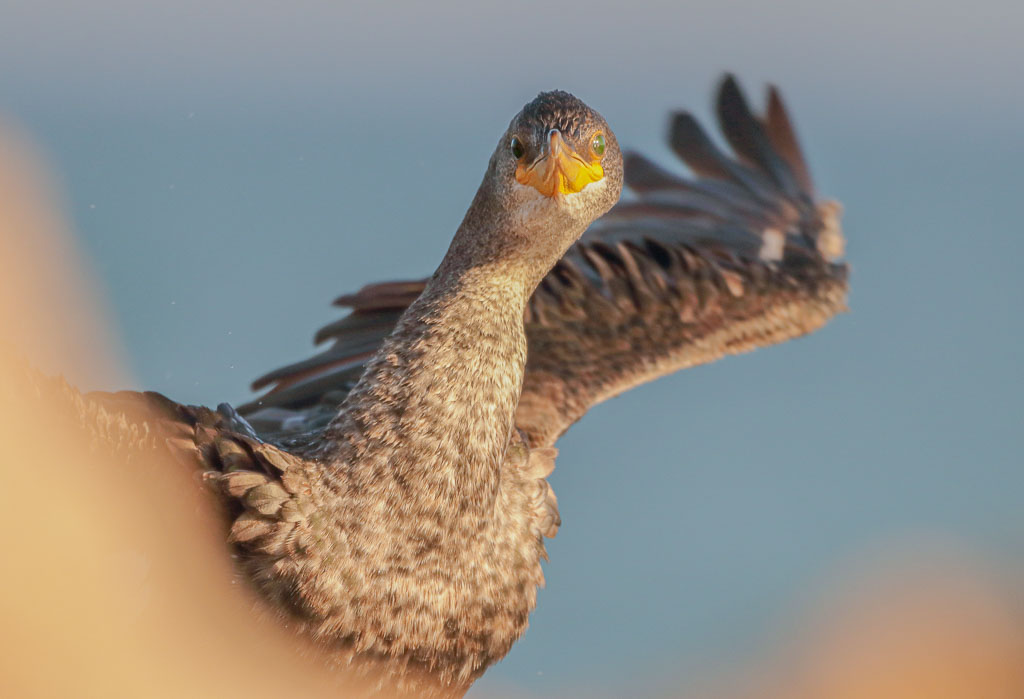 Junge Krähenscharbe mit angehobenem Flügel auf einem Felsen am Meer