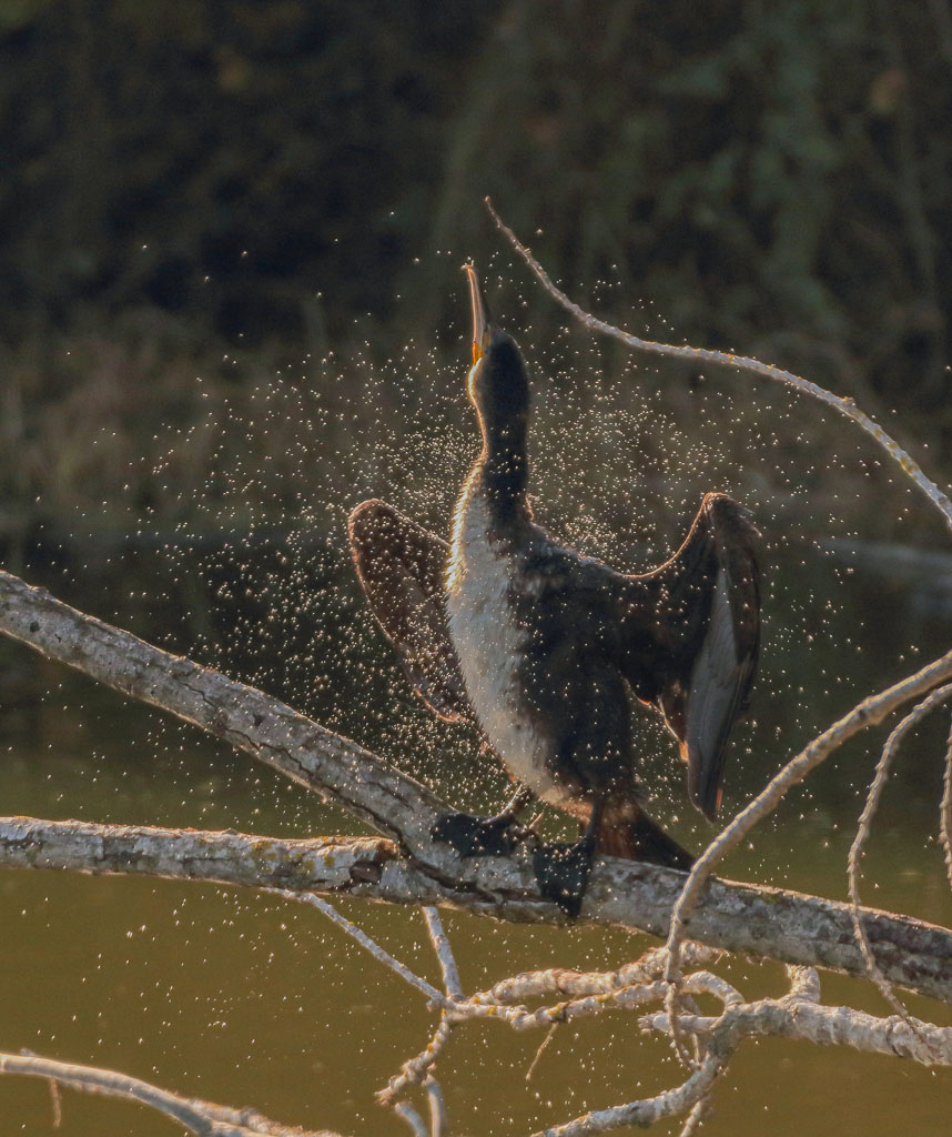 Junger Kormoran schüttelt sein nasses Gefieder
