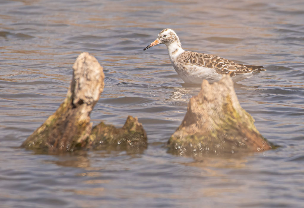 Kampfläufer im Übergang zum Brutkleid im flachen Wasser