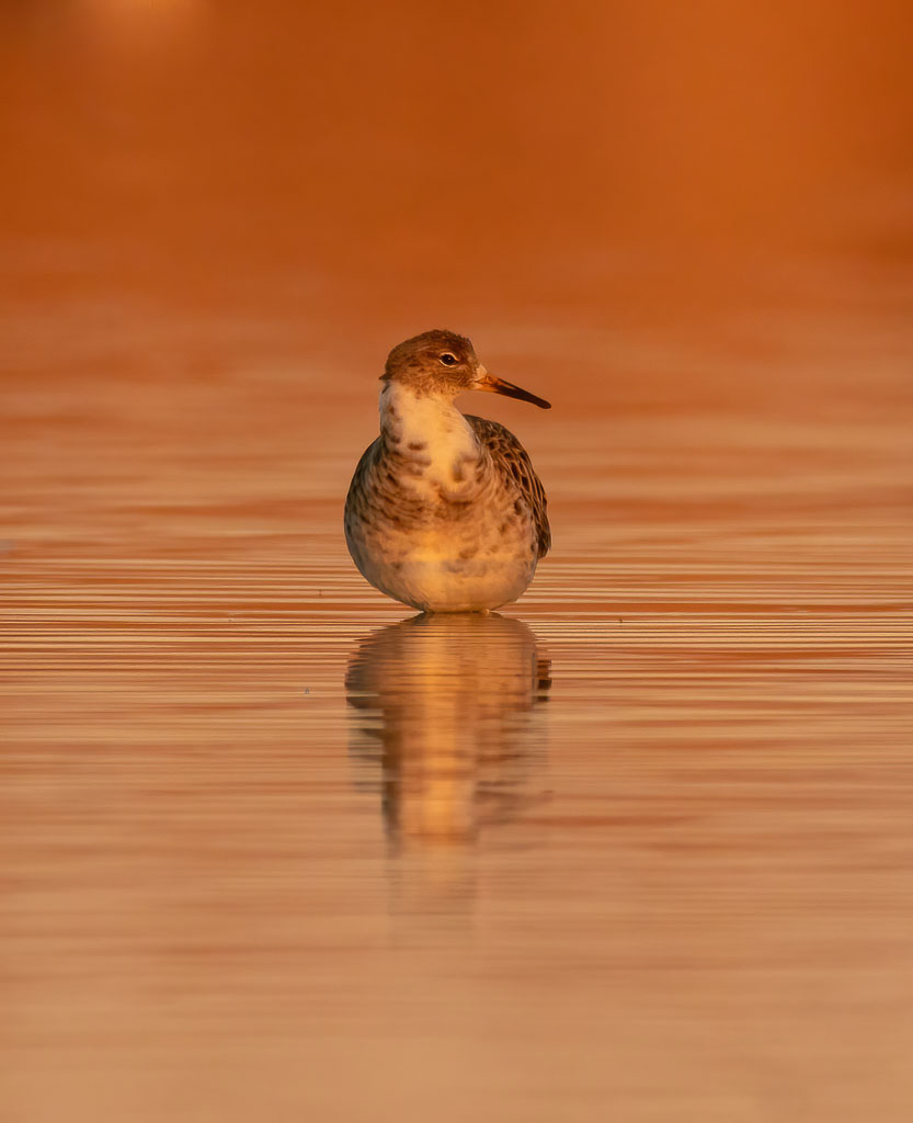 Kampfläufer im warmen Abendlicht einer Lagune