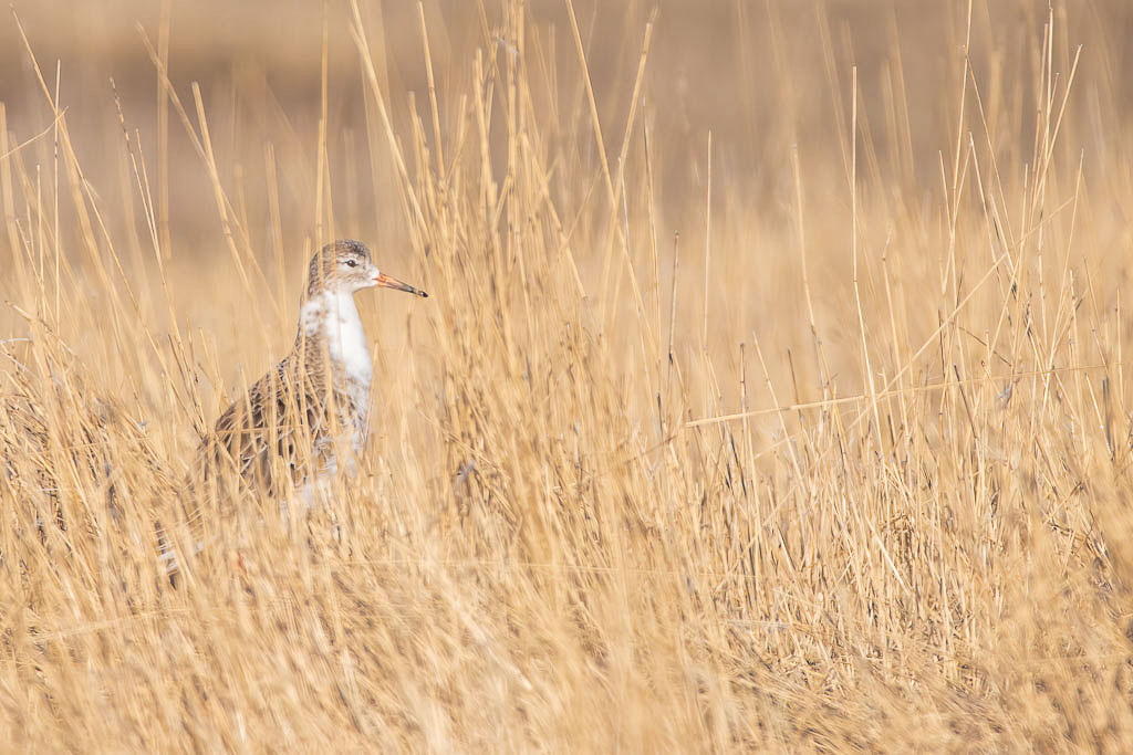 Kampfläufer zwischen trockenem Gras in Spanien