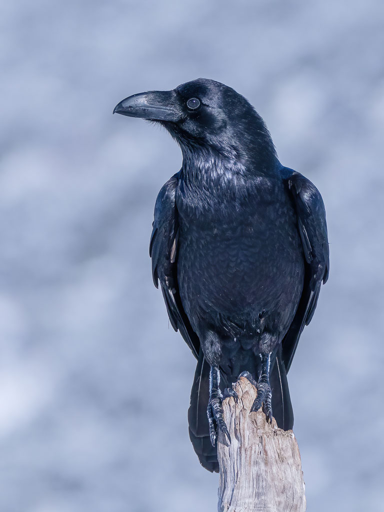 Kolkrabe auf einem dünnen Stamm im Winter