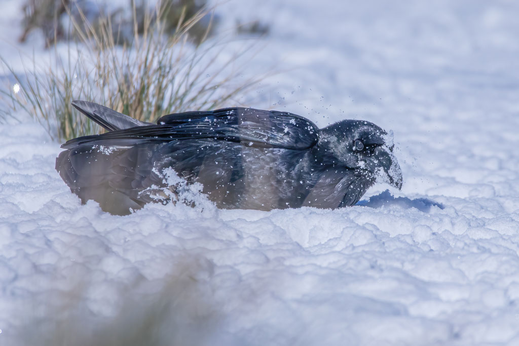 Kolkrabe beim Baden im Schnee