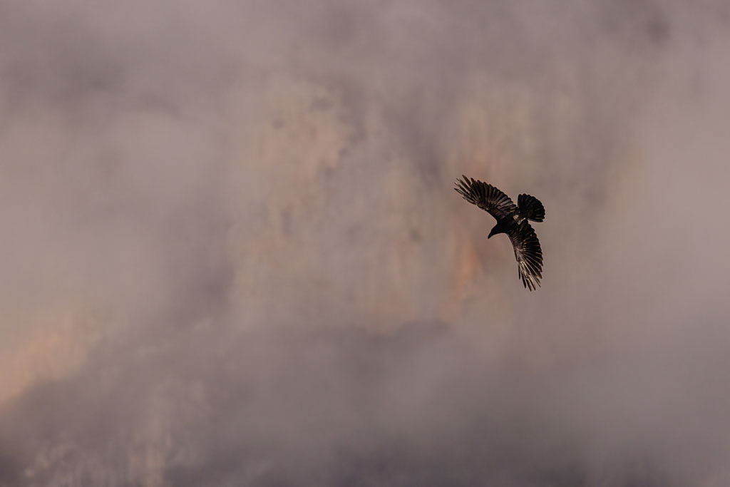 Kolkrabe im Flug vor einer Berglandschaft