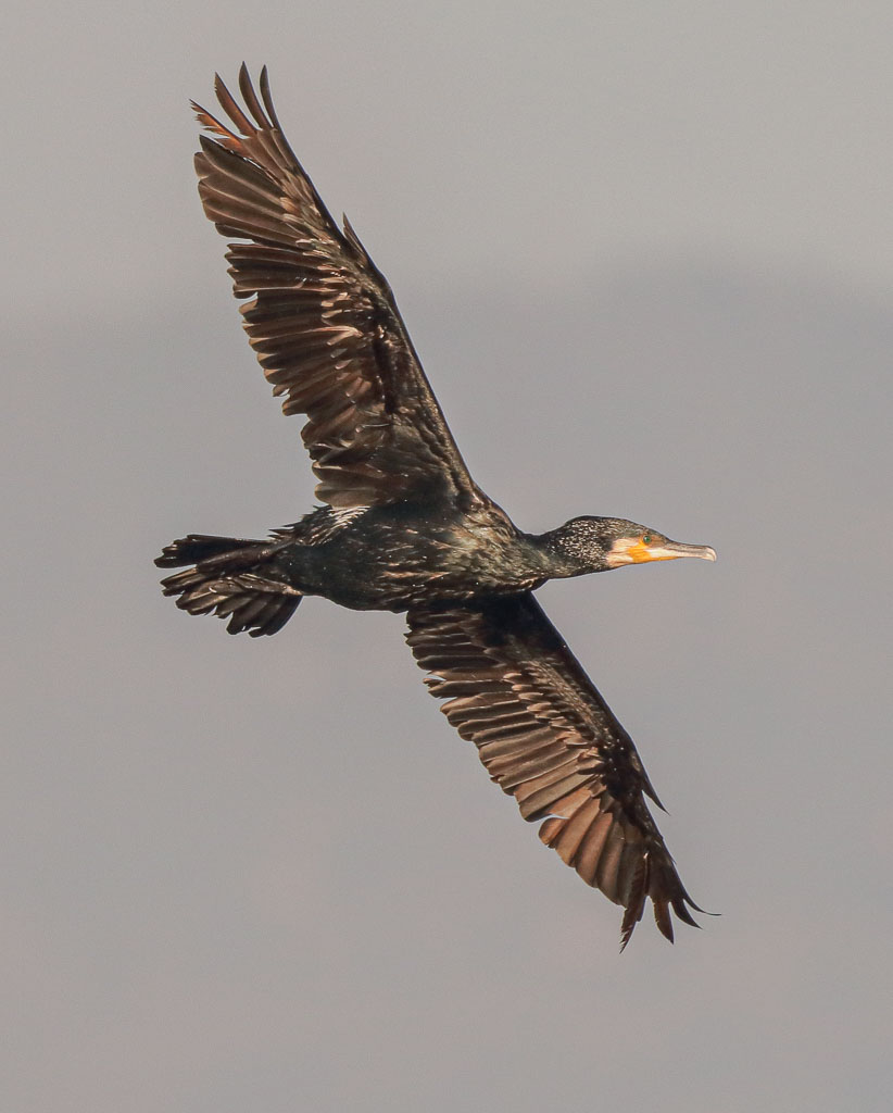 Kormoran im Flug über einem spanischen Feuchtgebiet