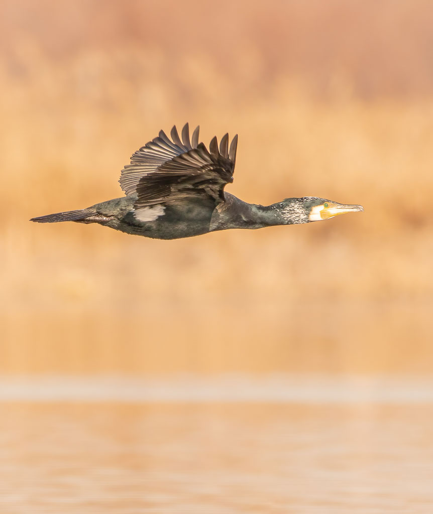 Kormoran im Prachtkleid im Flug über einem Feuchtgebiet in Spanien