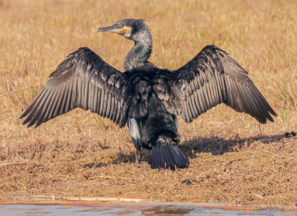 Kormoran im Prachtkleid mit ausgebreiteten Flügeln am Ufer einer Lagune
