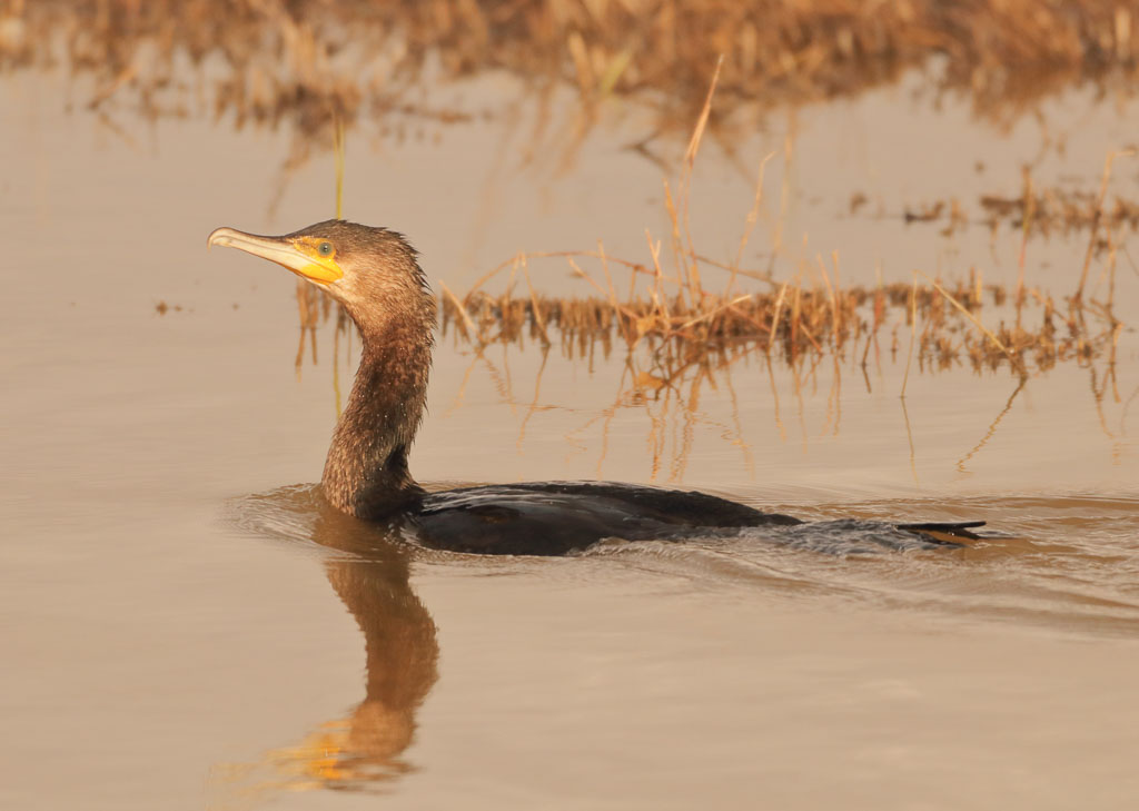 Kormoran schwimmt durch eine spanische Lagune
