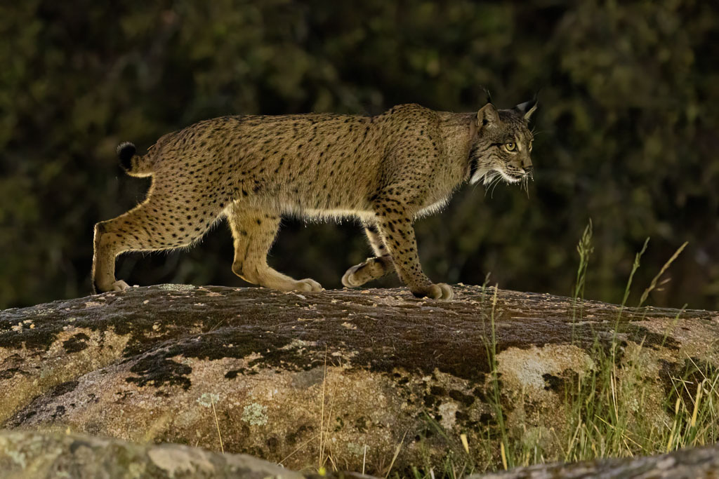 Luchs aus einem Fotohide in Spanien