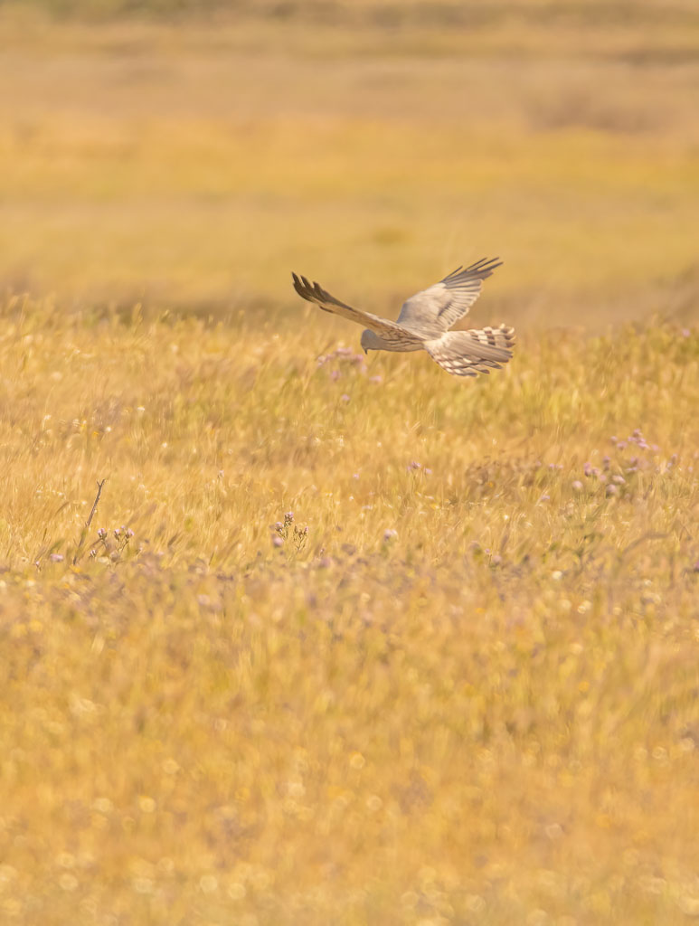Männliche Wiesenweihe beim niedrigen Suchflug über einer Wiese in Spanien