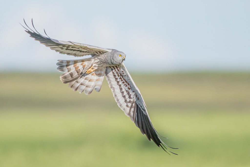 Männliche Wiesenweihe im Flug über einer offenen Agrarlandschaft in Spanien