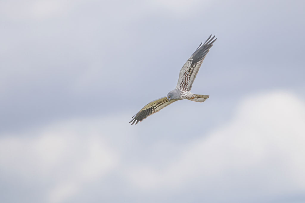 Männliche Wiesenweihe im Flug vor einem bewölkten Himmel