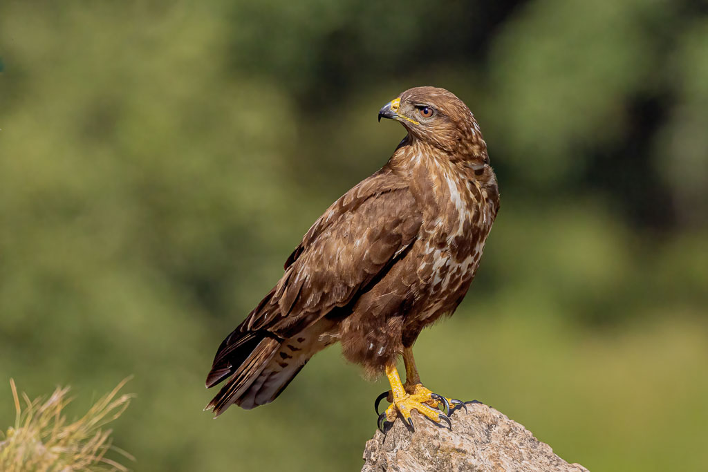 Mäusebussard auf einem Stein vor grünem Hintergrund